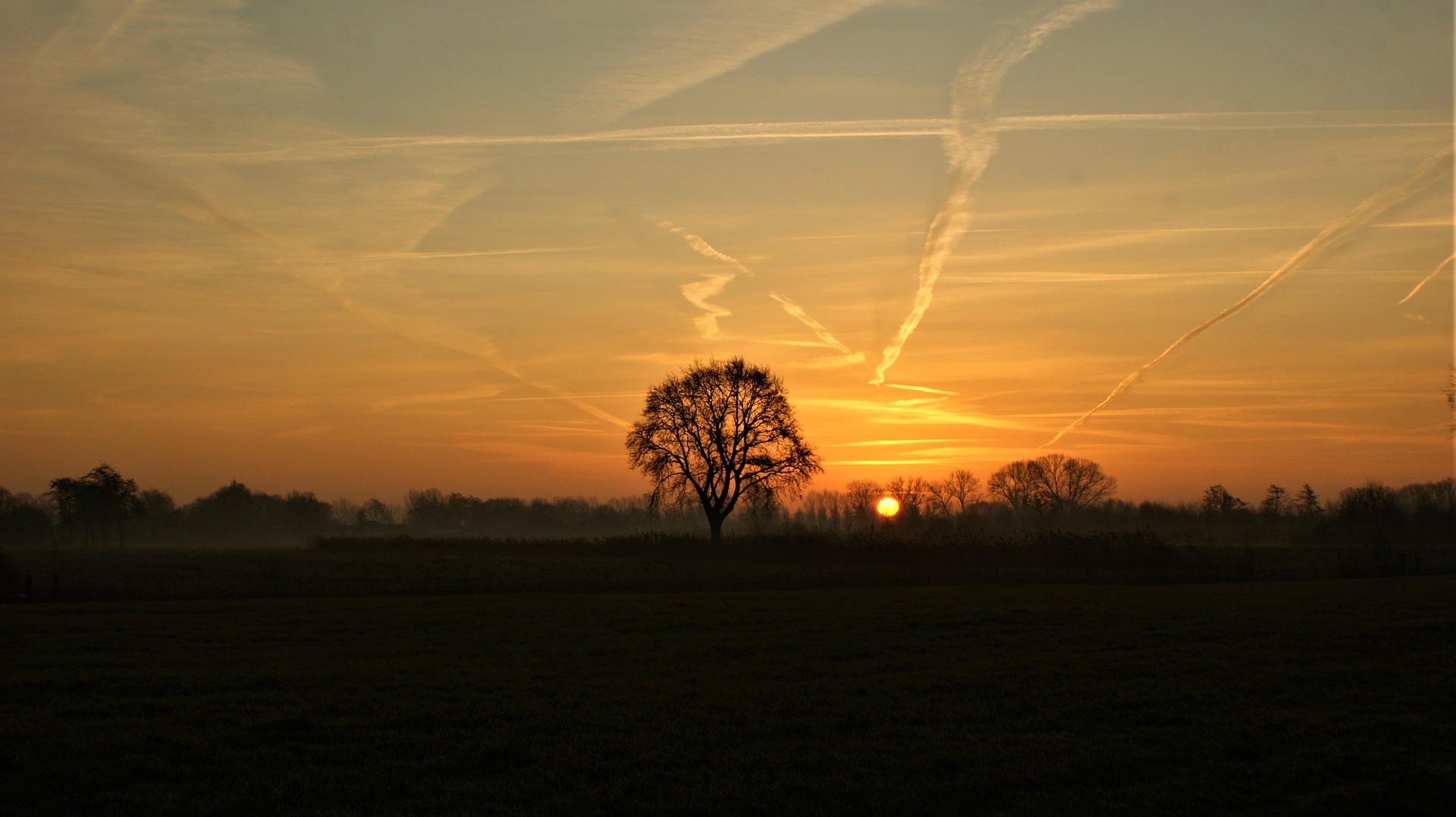 tree-5235497_1920